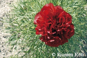 Paeonia tenuifolia 'Plena', tillipioni